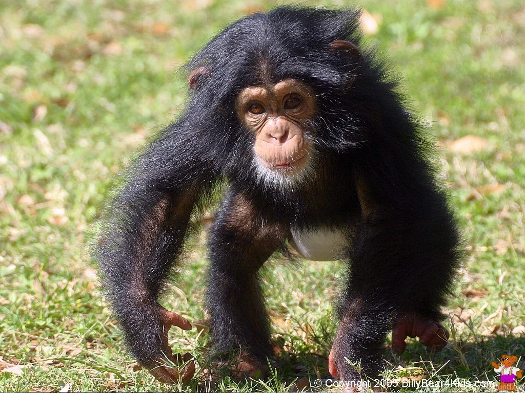 Chimpanzee Desktop Wallpapers   BillyBear4Kids.com