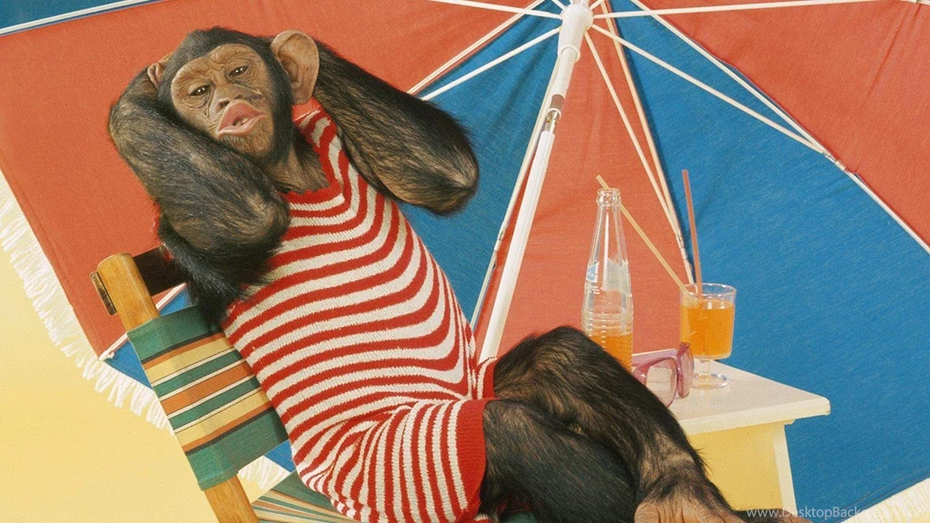 Relaxing Chimpanzee >> HD Wallpaper, Get It Now!