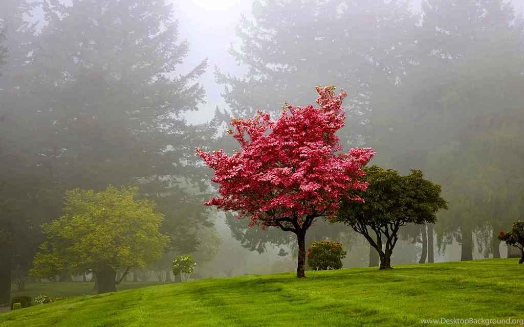 Red Tree Desktop Wallpapers & Backgrounds Tree Leaves