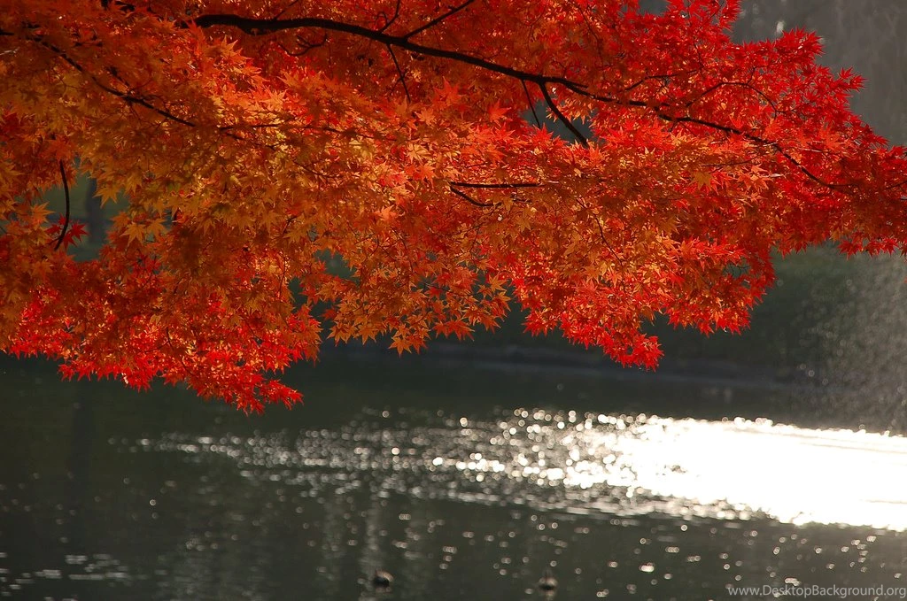 1024x679 Red Tree Desktop PC And Mac Wallpapers