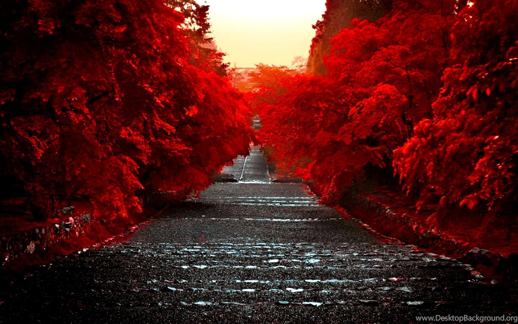 Red Trees Along The Road (