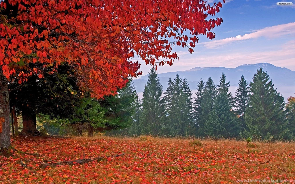 YouWall Autumn Red Tree Wallpapers Wallpaper,wallpapers,free ...