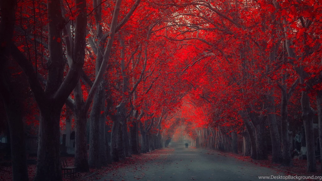 Red Tree Autumn Art Road High Resolution 2560×1440 Desktop ...