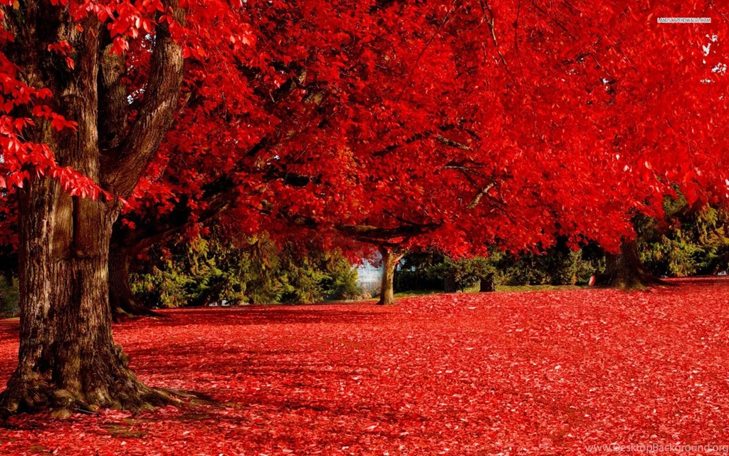 Red Tree In The Autumn Wallpapers
