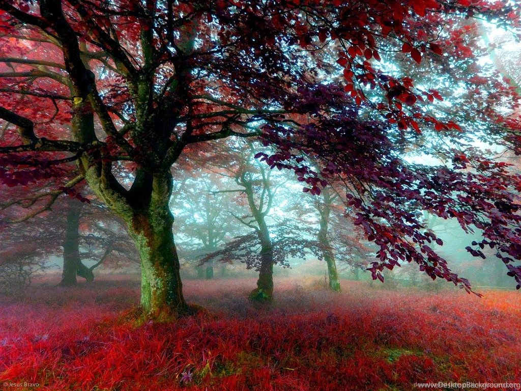 Red Tree (