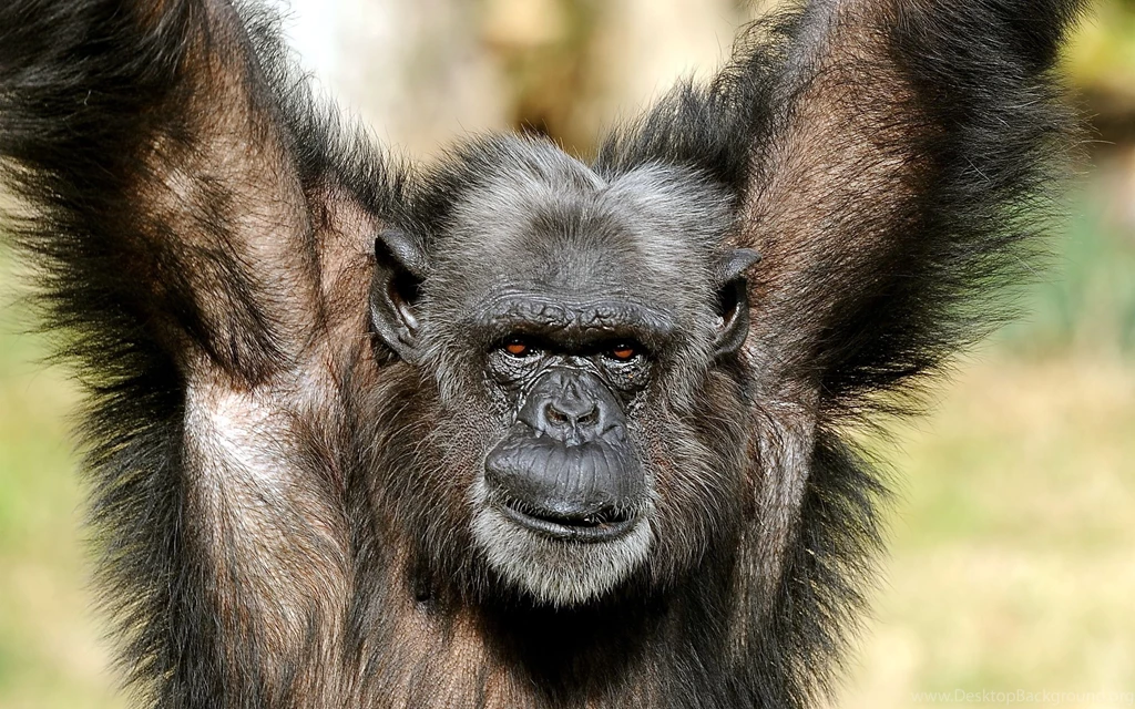 Chimpanzee Wallpapers