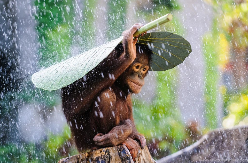 Chimpanzee Wallpaper, Animals / Recent: Chimpanzee, Monkey, Cute ...