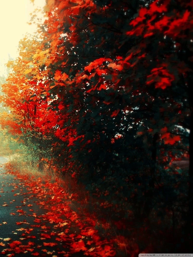 Red Trees HD Desktop Wallpapers : Mobile : Dual Monitor