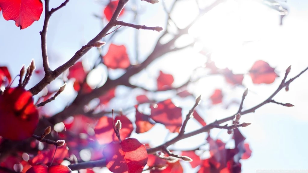 Sunshine Through A Red Tree HD Desktop Wallpapers : High Definition ...