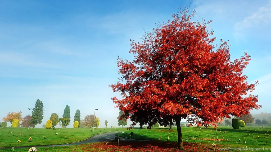 Red Tree Widescreen Wallpapers