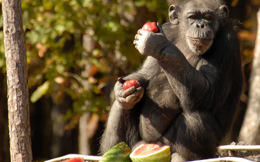 Chimpanzee HD Wallpapers