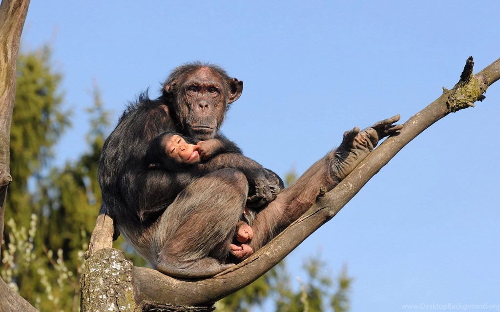 Chimpanzee >> HD Wallpaper, Get It Now!