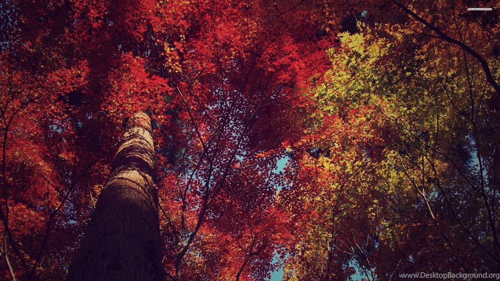 Red Leaves On The Tall Tree Wallpapers