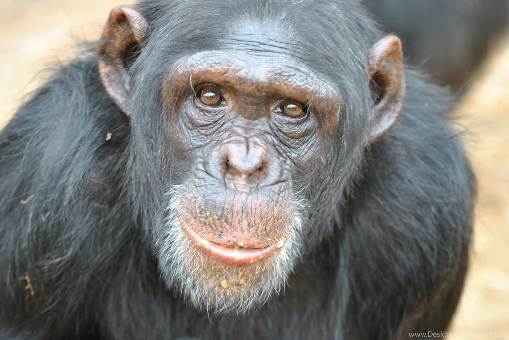 Picture Of Chimpanzee Awesome Wallpapers