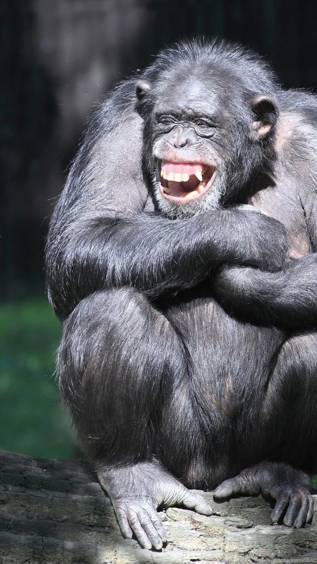 Chimpanzee Wallpaper, Animals / Wild: Chimpanzee, Couple, Cute ...