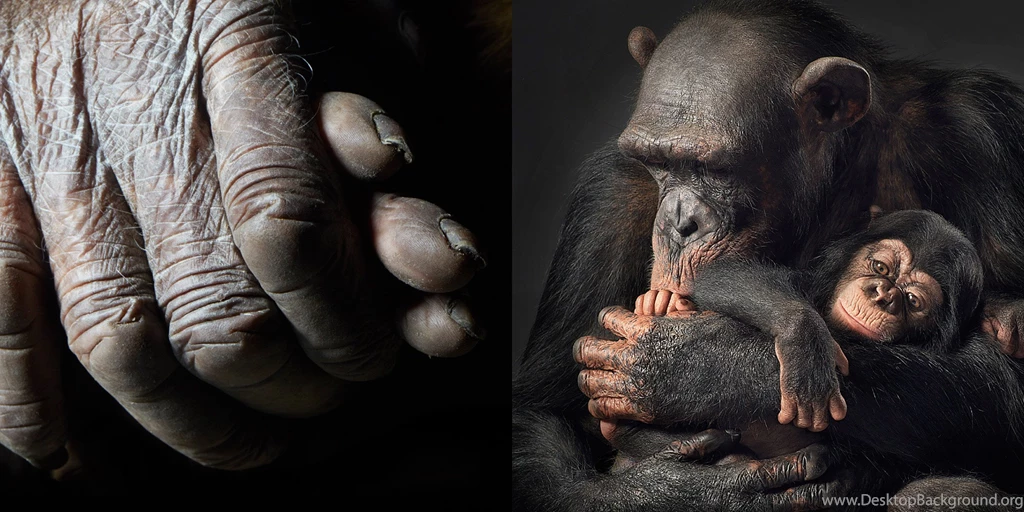 Chimpanzee Mother And Child Wallpapers