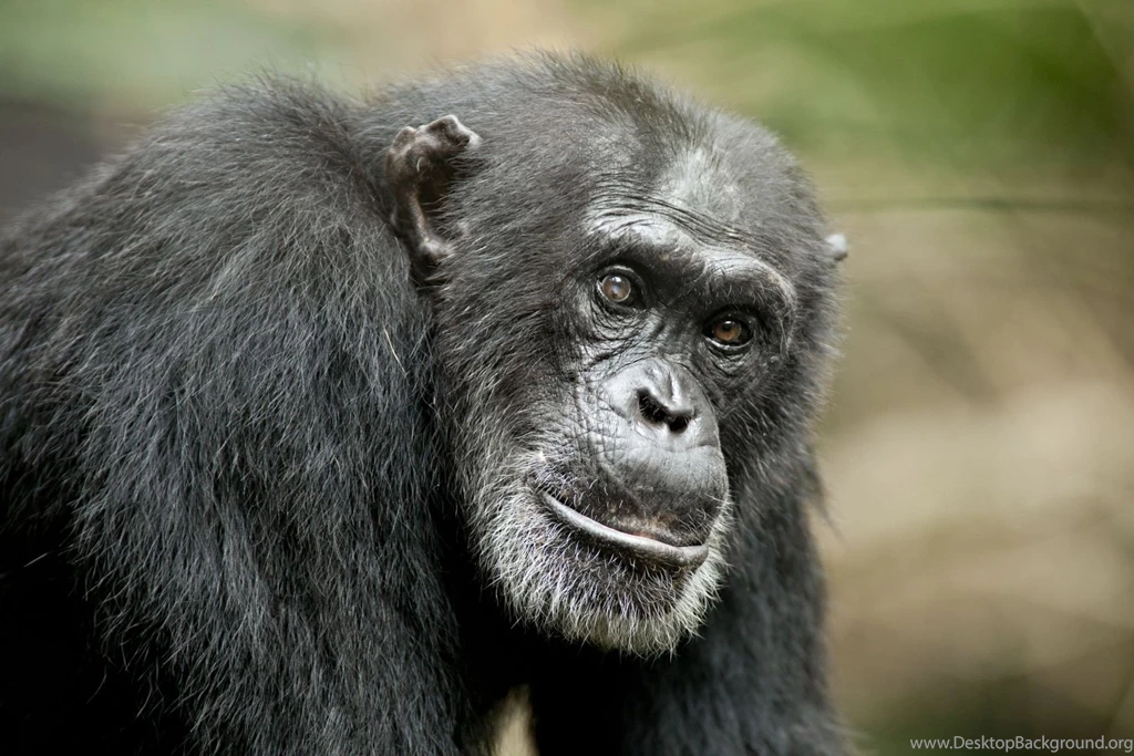 Picture Of Chimpanzee Cool Wallpapers