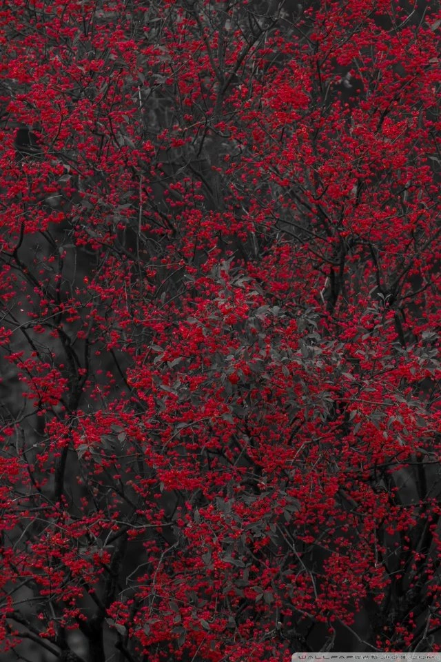 Tree With Small Red Fruits HD Desktop Wallpapers : Widescreen ...