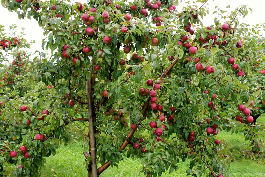 Desktop Images Of Red Apple Tree Wallpapers