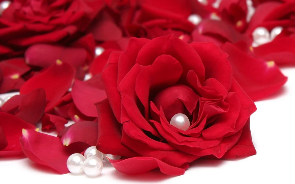 Beautiful Roses Desktop Wallpapers