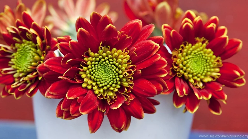 Flower wallpaper for desktop dowload.jpg