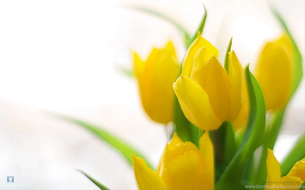 Free flower wallpaper for desktop 1.jpg