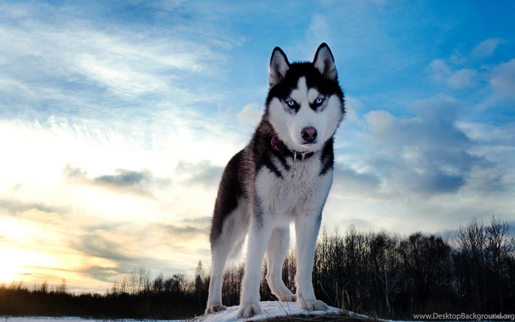 Siberian Husky Blue Eyes Wallpaper.