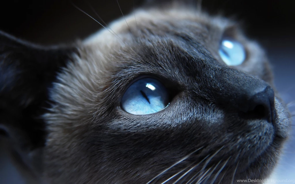 Cat With Blue Eyes Wallpapers