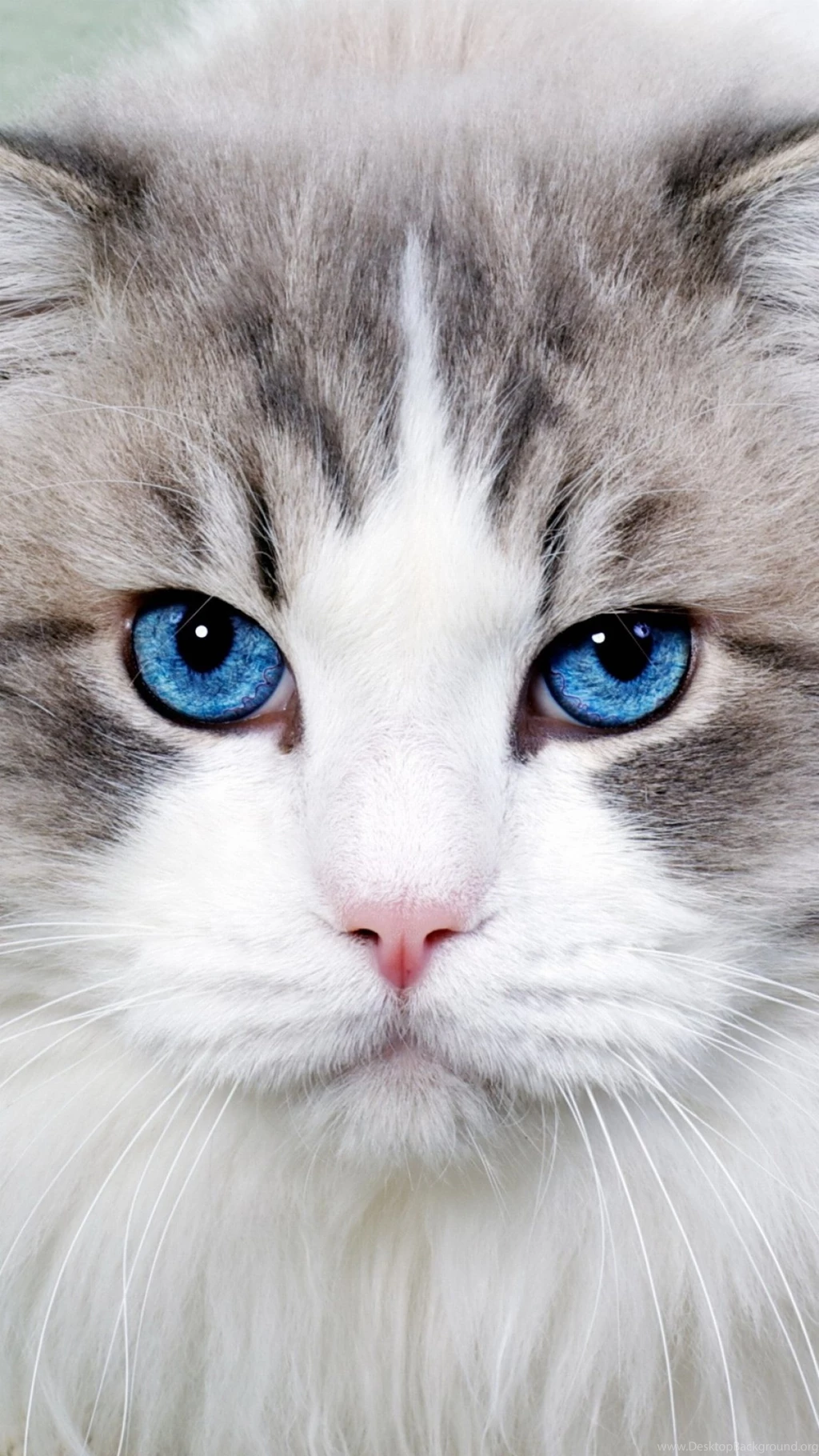 Wallpapers Lg G4 Z Cat Blue Eyes 1440 2560 Qhd 1440 X 2560 Lg ...