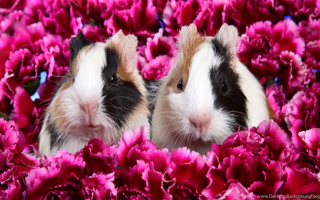 Rabbits Wallpapers Other Animals Wallpapers 1920 1200 Widescreen Jpg ...