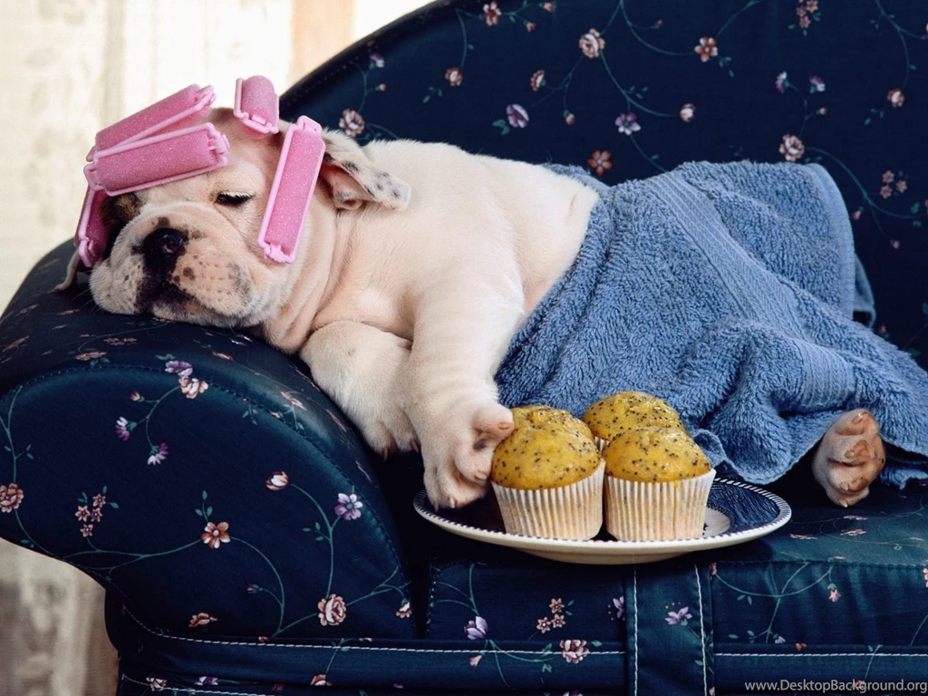 Funny Dogs Wallpapers 168869