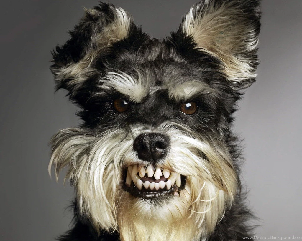 Funny Dog Wallpapers (7) Funny And Amazing Wallpapers.