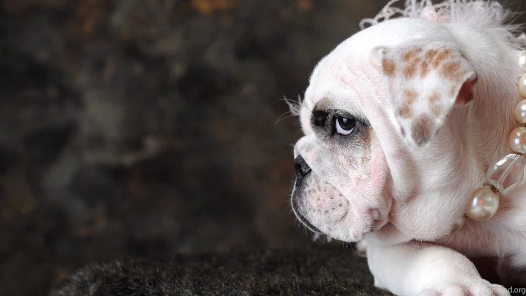 Jarman Safed dog