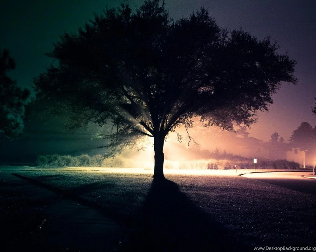 Evening Lonely Tree Wallpapers (