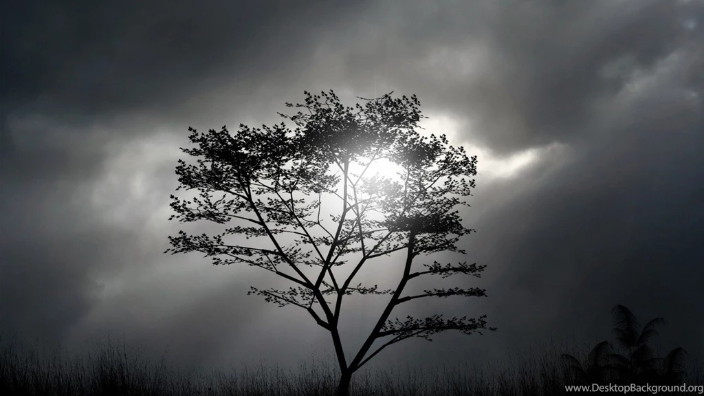 Tree Black And White Awesome Wallpapers 4274   Amazing Wallpaperz