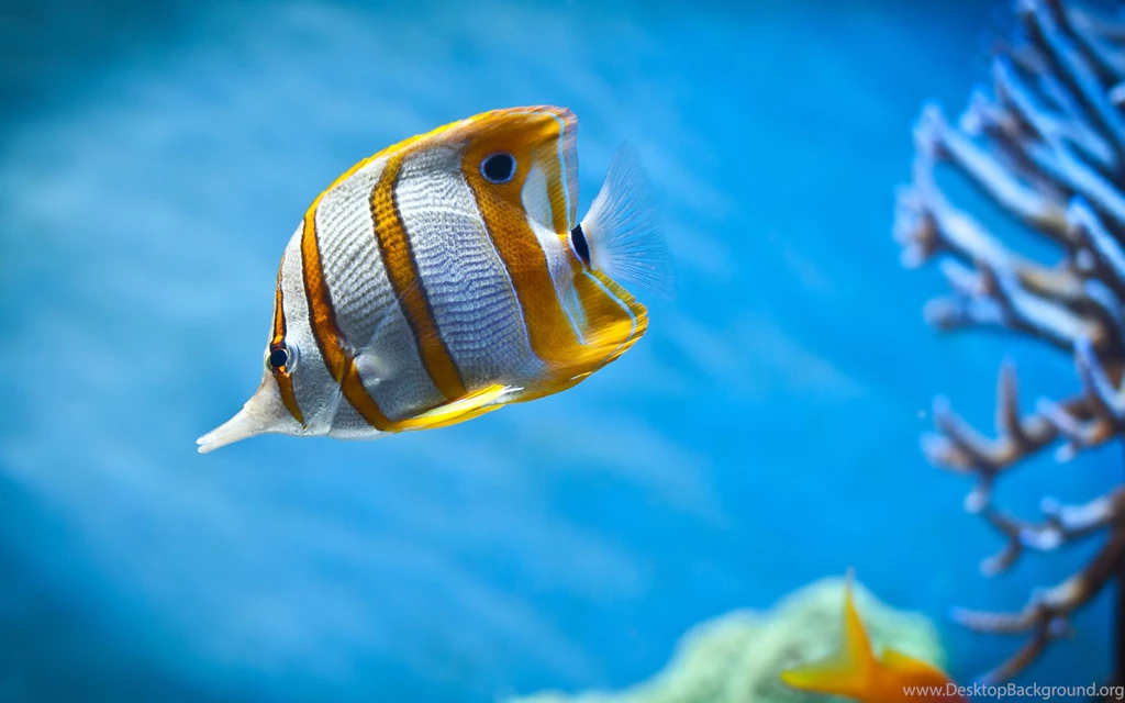 Fish Wallpaper Backgrounds FG7