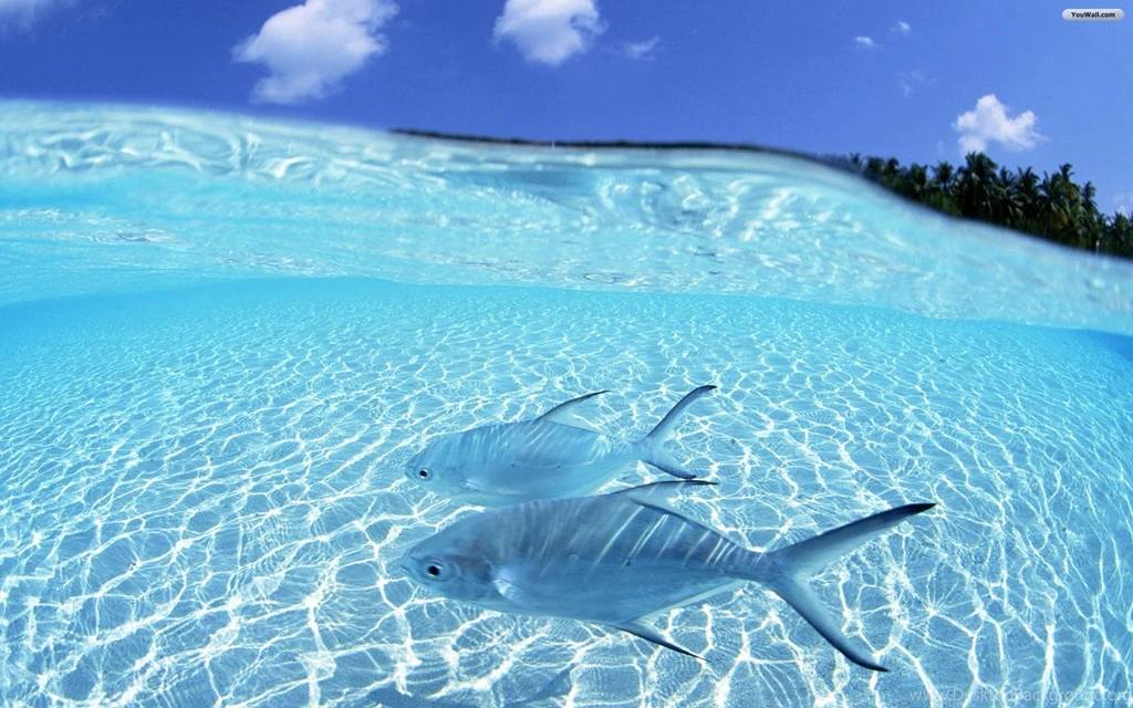 Fish Wallpapers Free Download For PC DF6