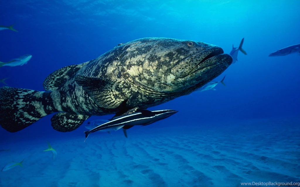 Download The Fish Friends Wallpaper, Fish Friends iPhone Wallpapers ...