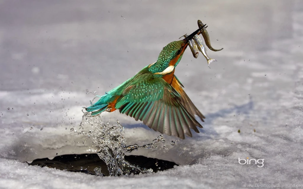 Animals Wallpapers (Set 2) (Bing)