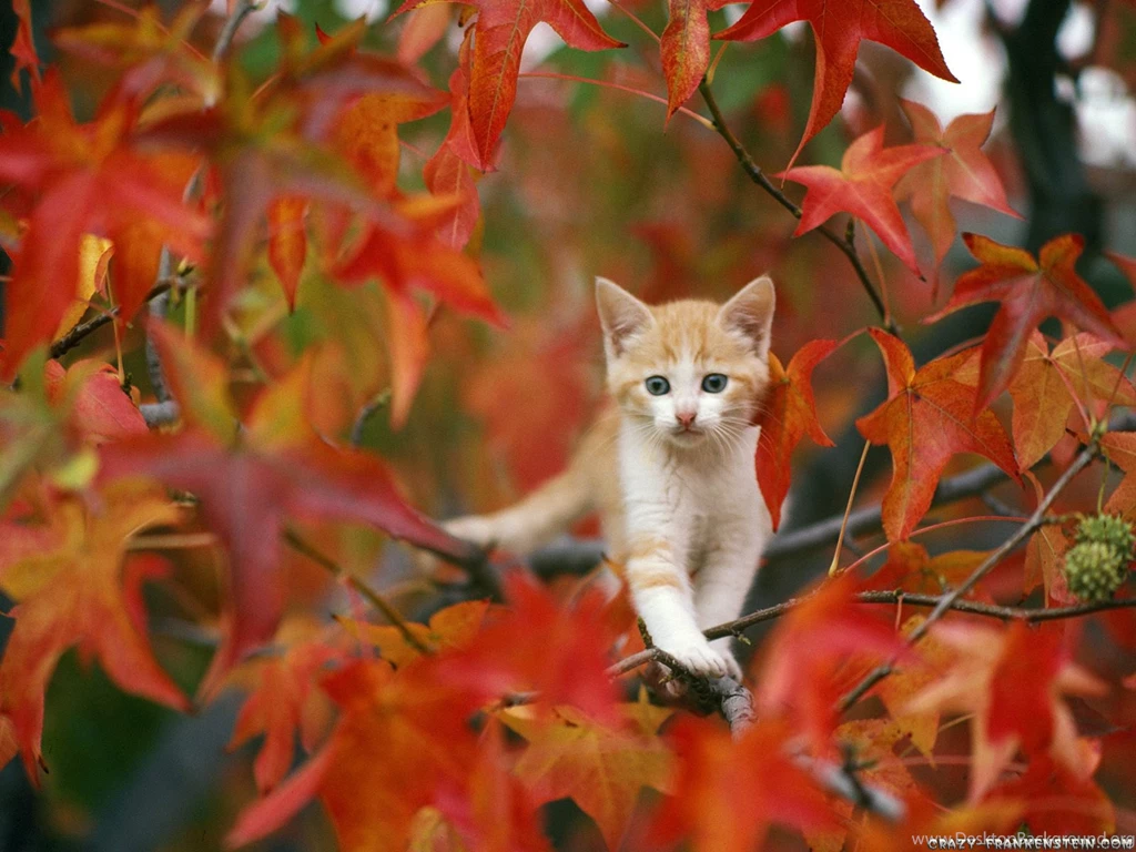 Autumn Wallpapers HD 2E7 NextFinish.com