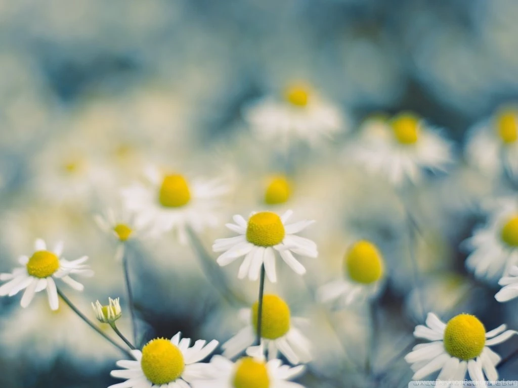 Fashion Accessory Style: Best HD Natural Wallpapers Ever High ...