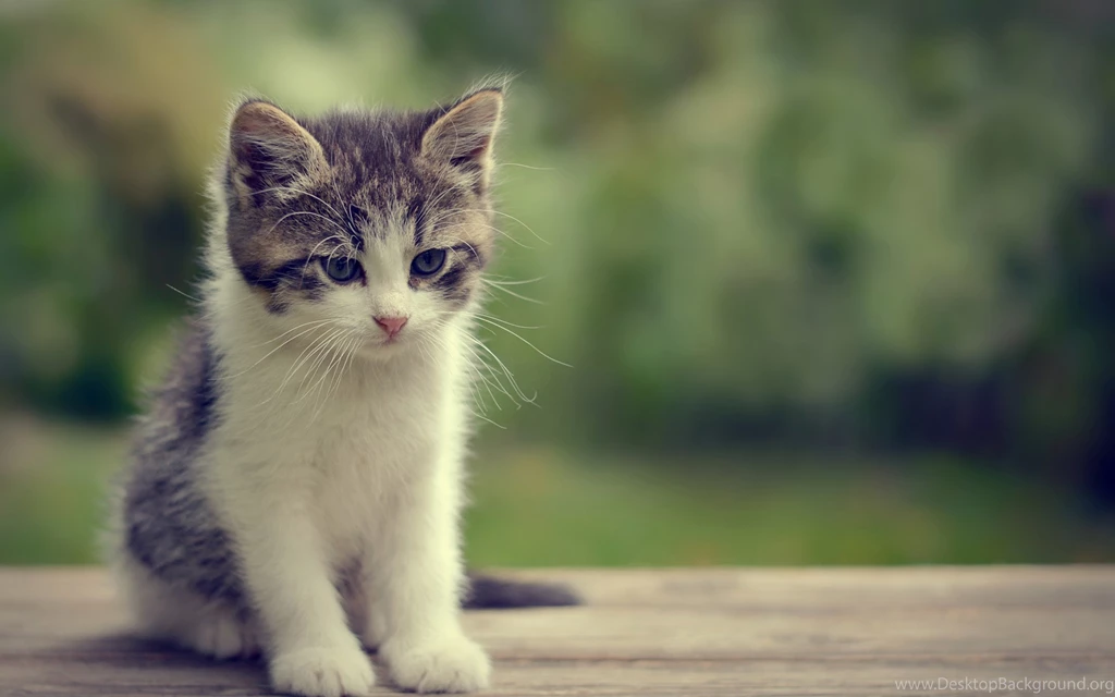 Sad But Cute Kitty Desktop Backgrounds HD 2560x1600