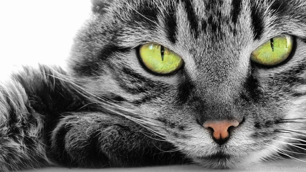 Kitty Desktop Backgrounds Wallpapers