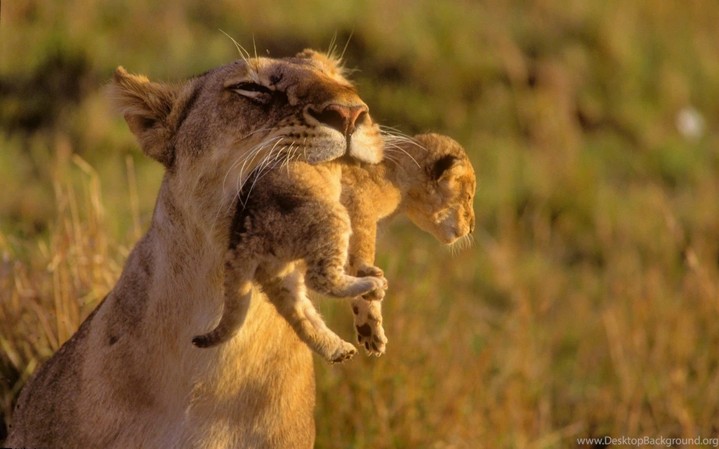 806 Lion HD Wallpapers
