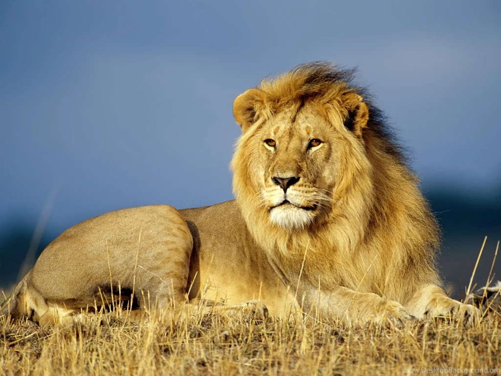 Lion Wallpapers
