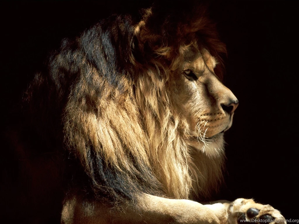 TipTop 3D & HD Wallpapers Collection: Lion HD Wallpapers