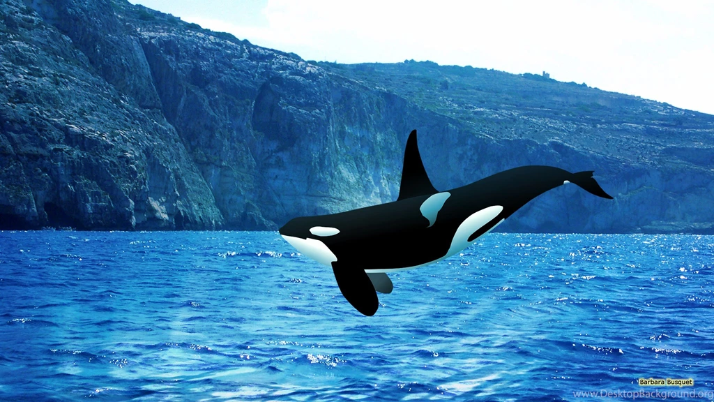 Orca Wallpapers Barbaras HD Wallpapers