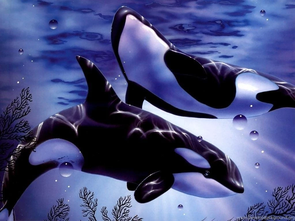 Wallpapers Orca Animals Image