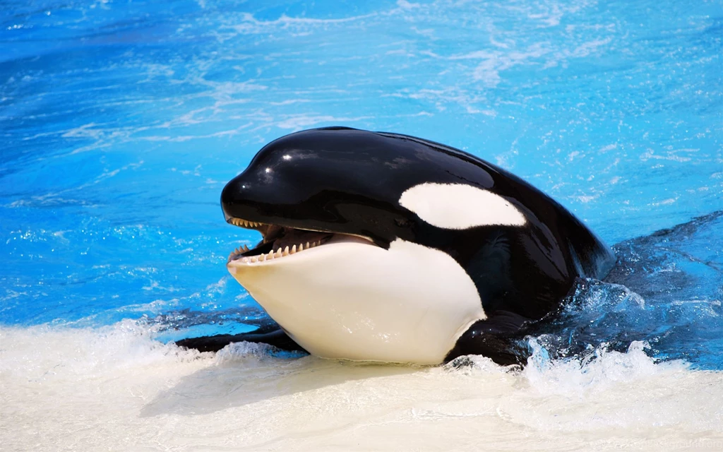 Orca Wallpapers Wallpapers Cave