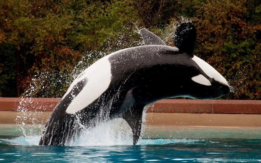 Orca Computer Wallpapers, Desktop Backgrounds
